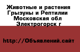 Животные и растения Грызуны и Рептилии. Московская обл.,Электрогорск г.